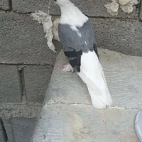 کبوتر دوکت