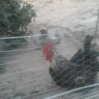 خروس