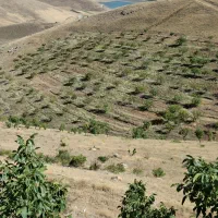 اجاره باغ باخانه باغ توافقی