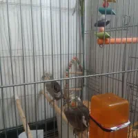 عروس هلندی نر و ماده