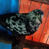 کبوتر سرخ و پاپر و شازده سبز