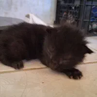 بچه گربه