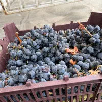 انگور سیاه سردشت|خوردنی و آشامیدنی|تهران, هروی|دیوار