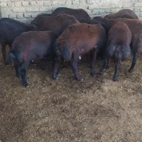 بره قوچ قزل