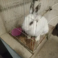 خرگوش