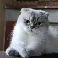 گربه اسکاتیش ماده عقیم شده
