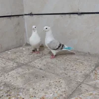 ماده کاغذی نرپلنگ