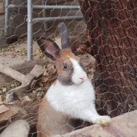 بچه خرگوش کیوت|موش و خرگوش|دزفول, |دیوار