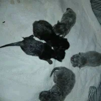بچه گربه اسکاتیش فولد