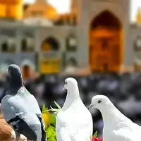 کاروان مشهد مقدس ویژه تشیع رهبر شهید