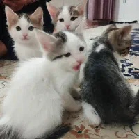 واگذاری رایگان بچه گربه