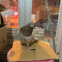 سرور نر‌|پرنده|اردبیل, |دیوار