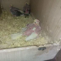 چهار جوجه سرلاکی و سه عروس سه ماهه،یک جفت مولد