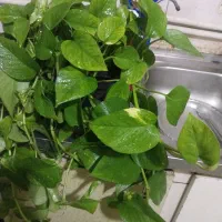 پتوس پر از برگ