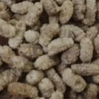 توت شمرونی ورچینده