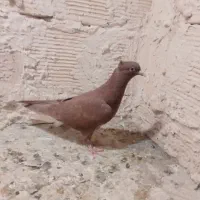 سرخ دم سفید