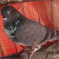 چند جفت کفتر