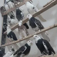 ۱۶۰ عدد  کبو تر پرشی