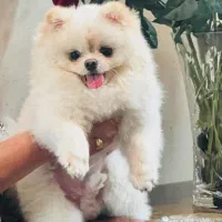 سگ وارداتی خرسی بوفیس