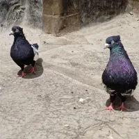 کبوتر سینه سیاه