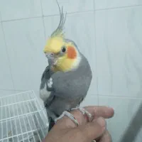 یه دونه عروس هلندی نر