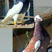 2 تا نر لیلک و طوقی