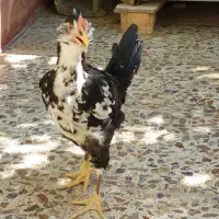 خروس گلین