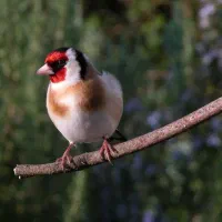 سهره گم شده