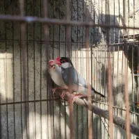 فنج نرگسی