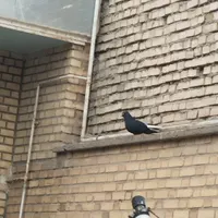 کبوتر|پرنده|اهواز, بهارستان|دیوار