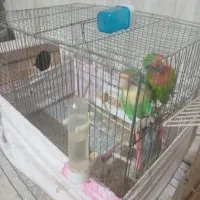 طوطی کوتوله بالغ