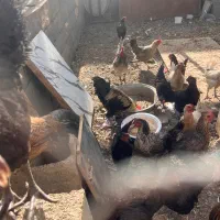 مرغ و خروس