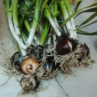 پیاز گل نرگس