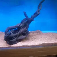 چوب آبنوس اصل