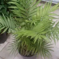 شامادورا بزرگ