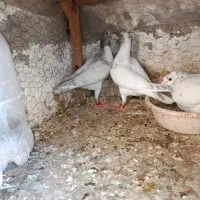 جوجه سار،صید،سار،کفتر
