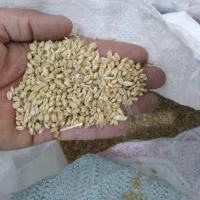 گندم آبی در لنجان