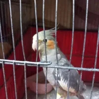 عروس هلندی نر