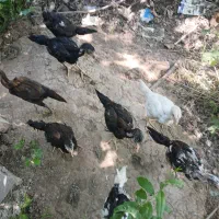 ۷عددجوجه لاری دانه یک ملیون