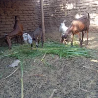 گوسفند فروشی