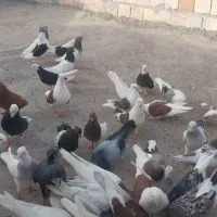 کبوتر