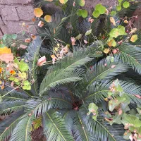 سیکاس|گل و گیاه طبیعی|رشت, علی آباد|دیوار