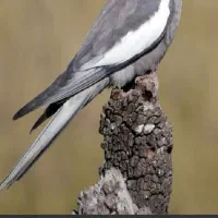 فروش عروس هلندی