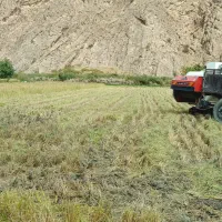 برنج درونگر درگز