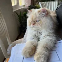 گربه پرشین نژاد هیمالین