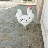 خروس گلین