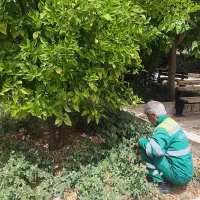 کارگر فضای سبز ( آبیاری. علف زنی)