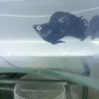 دو جفت  ماهی مولی خوش رنگ