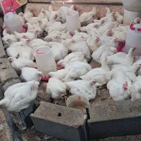 مرغ زنده ۲۹۰ کالابرگ موجوداست