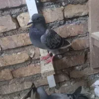 مجسمه کفتر